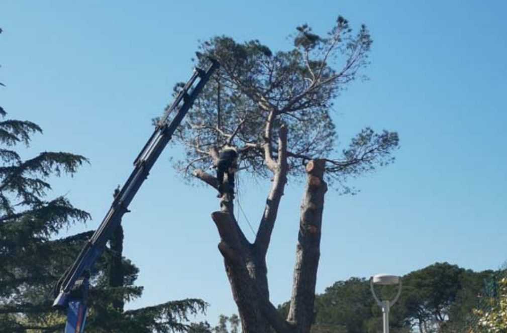 Gs Paysage Entretien Jardin Et Parc Puget Sur Argens Galerie 3